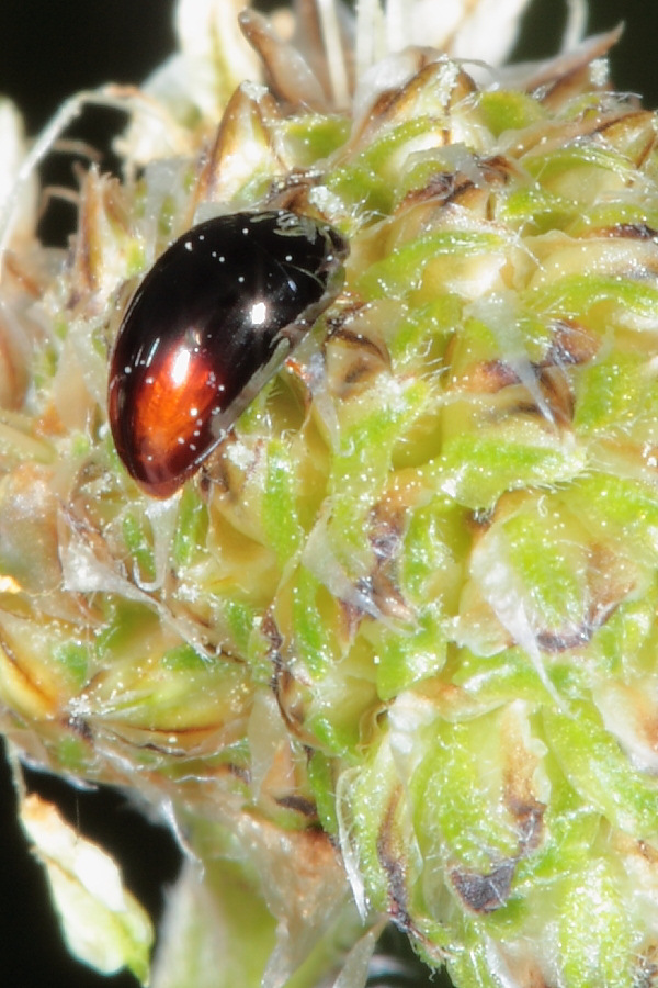 Aiuto ID 2